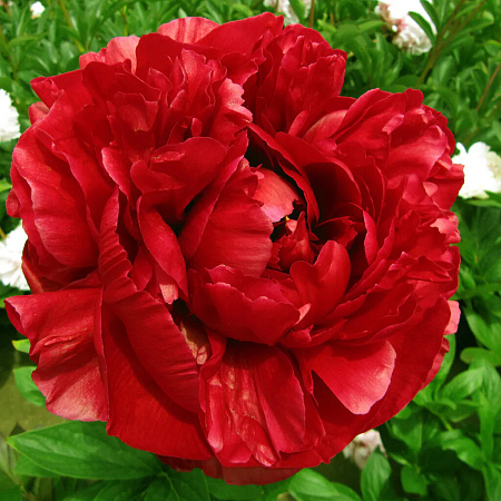 Фото Пион травянистый Генри Бокстос