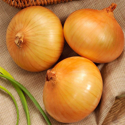 Лук-севок озимый Сеншуй еллоу