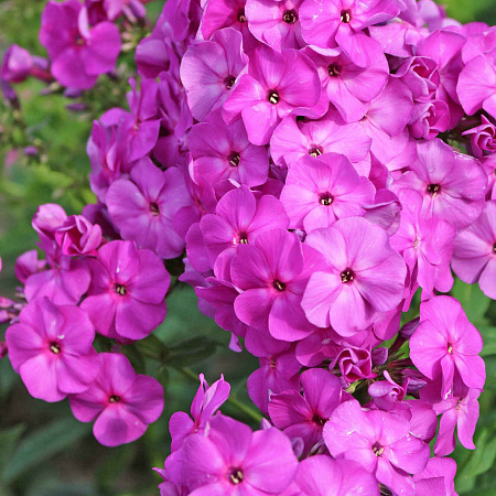 Фото Флокс метельчатый Капитан Виктори