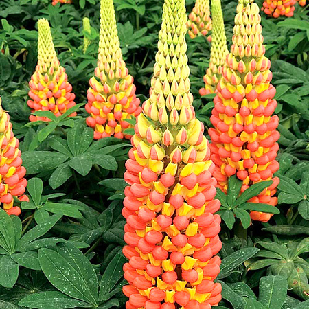 Фото Люпин абрикосово-жёлтый