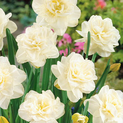 Нарцисс Обдам