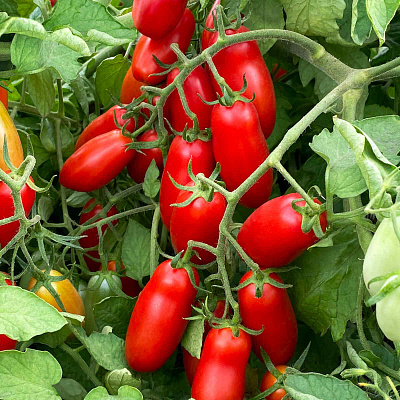 Помидор черри Уникум F1