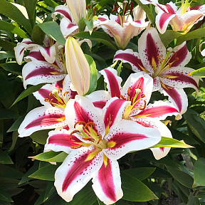 Лилия восточная Хати