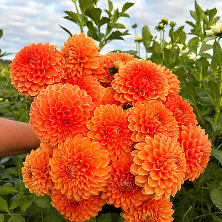 Фото Георгин шаровидный Сильвия