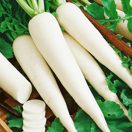 Фото Дайкон Омни F1