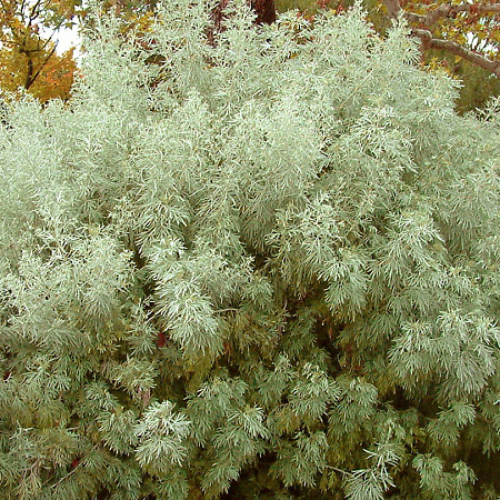 Фото Полынь Древовидная