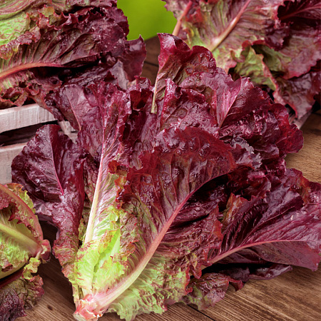 Фото Салат Туринус листовой 10шт