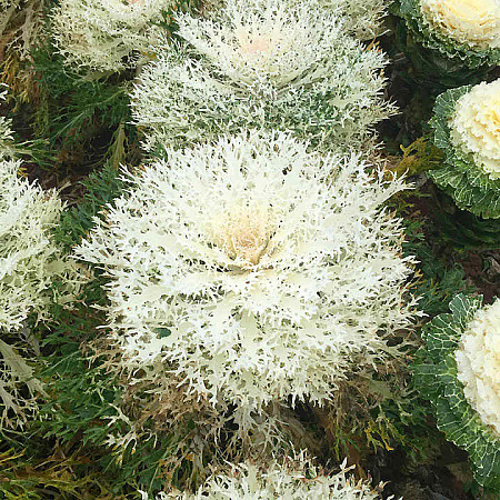 Фото Капуста декоративная Павлин Белая