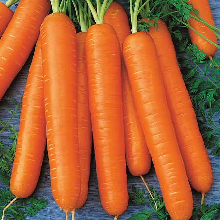 Фото Морковь Корона F1