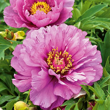 Фото Пион ИТО-гибрид Монинг Лилак