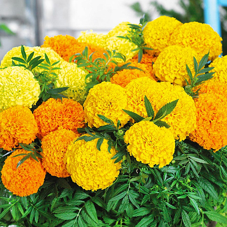 Фото Бархатцы французские Дискавери Жёлто-оранжевый набор 10шт