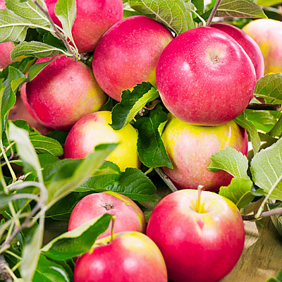 Яблоня Уралец