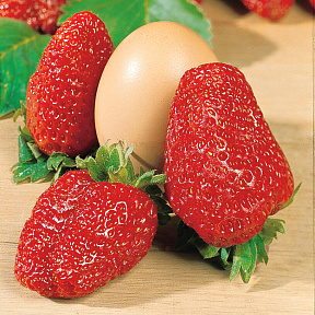 Земляника садовая Зенга Гигана