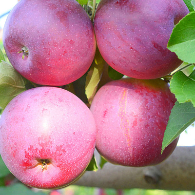 Яблоня Памяти Ульянищева