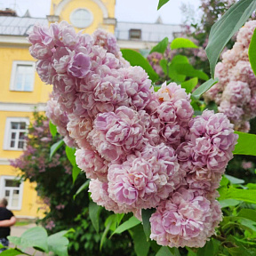 Сирень Михайло Ломоносов