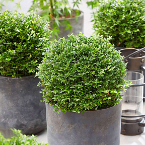 Жимолость блестящая Гарден Клаудс Грин Бриз