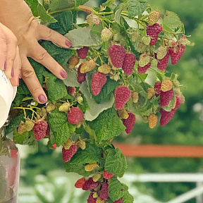 Малина ремонтантная Васёна