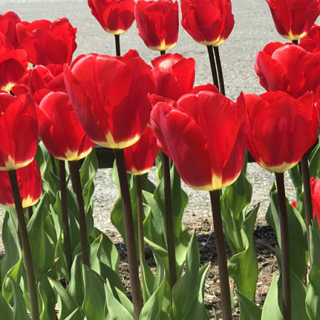 Фото Тюльпан дарвинов гибрид Фостери Кинг