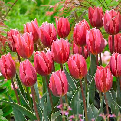 Тюльпан триумф Притти Принцесс