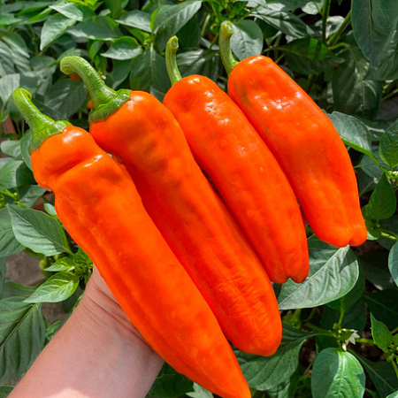 Фото Перец сладкий Палермо оранжевый F1