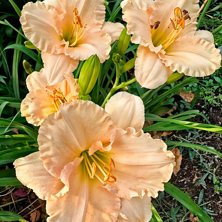 Фото Лилейник Лаллебай Бэби