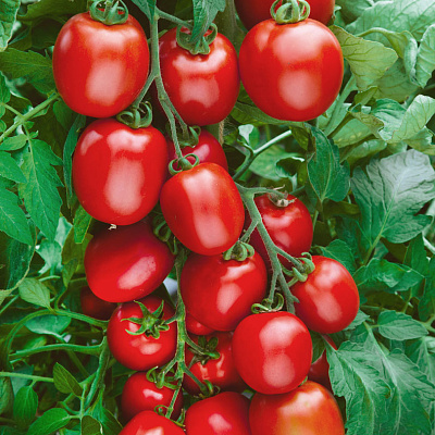 Помидор Сын героя F1