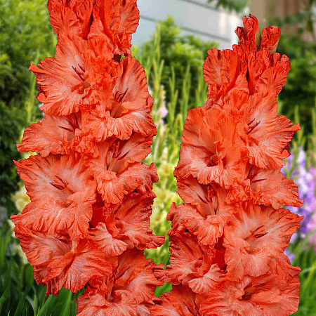 Фото Гладиолус Дед Мороз