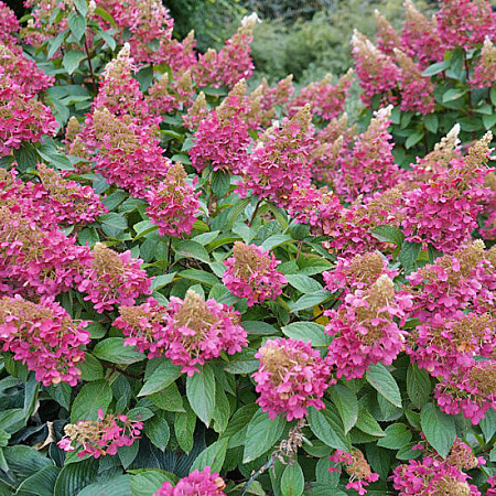 Фото Гортензия метельчатая Бэби Лейс