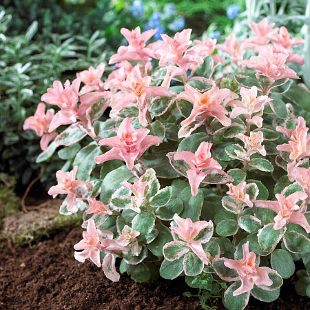 Фото Седум Винки