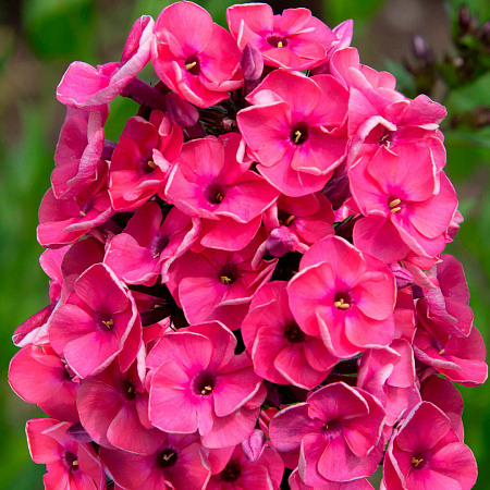 Фото Флокс метельчатый Юннат