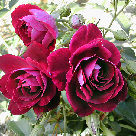Фото Роза флорибунда Бургунди Айс