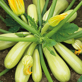 Кабачок Марселла