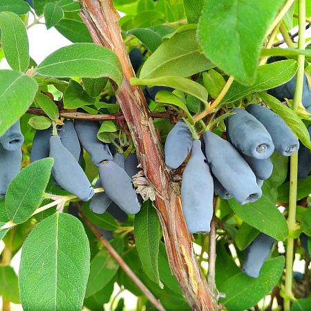 Фото Жимолость Восторг