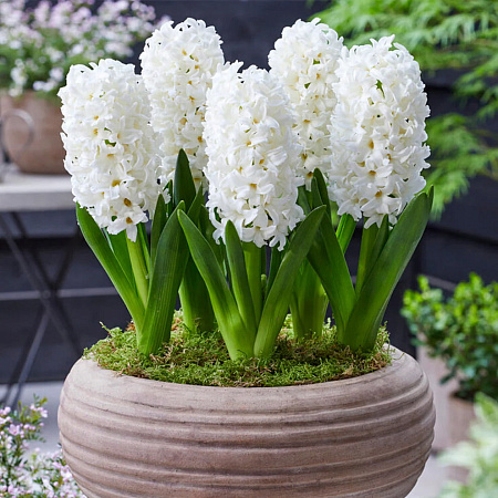 Фото Гиацинт Карнеги