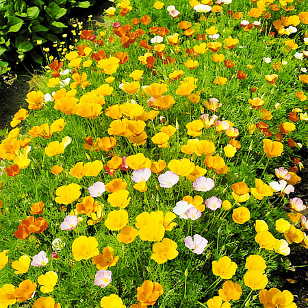 Фото Эшшольция Калифорнийская Яркий набор