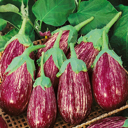 Фото Баклажан Матросик