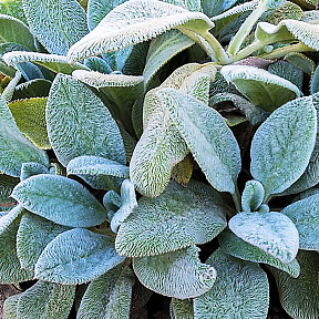 Чистец шерстистый Овечьи ушки