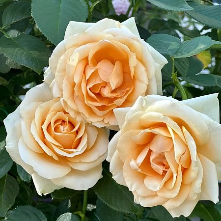 Фото Роза чайно-гибридная Пич Аваланш