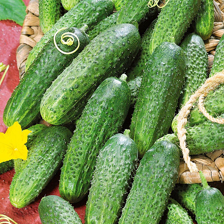 Фото Огурец Ритм F1