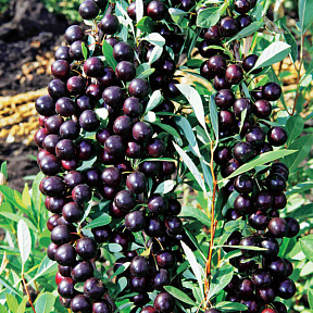 Вишня Бессея