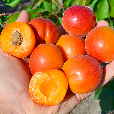 Абрикос колонновидный Цунами