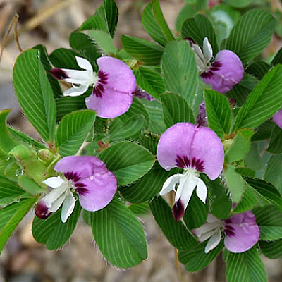 Куммеровия Прилистниковая