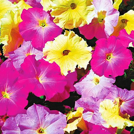 Фото Петуния Мираж Нежные Напевы набор