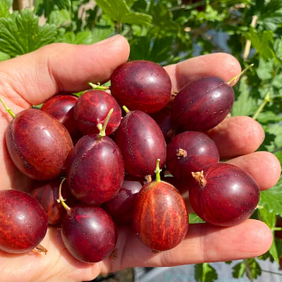 Крыжовник Краснославянский