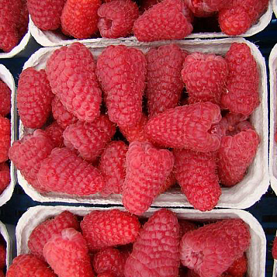 Малина ремонтантная Полет Костенко