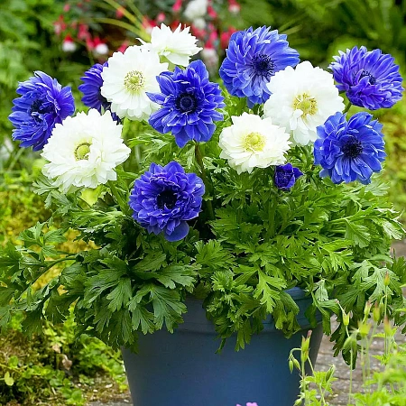 Фото Ветреница (анемона) Лорд Лейтенант