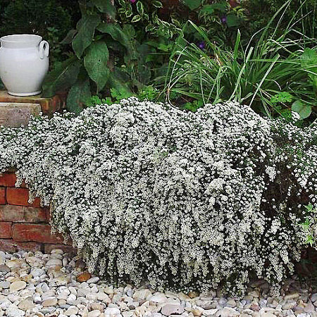 Фото Астра вересковая Сноу флури