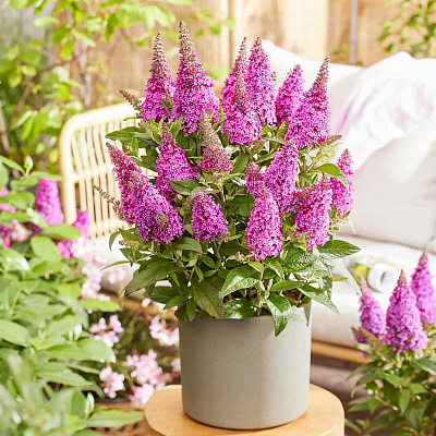 Буддлея Баттерфляй Канди Литтл Цериз