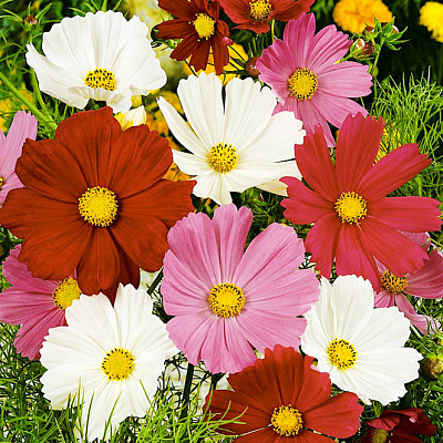 Космос Сенсация Пикоти