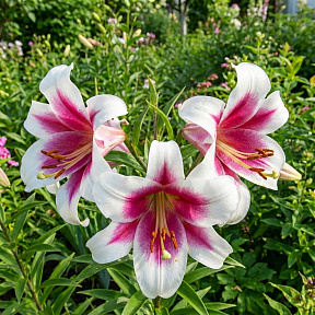 Лилия лонгифлорум Цирано